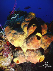 This image shows the many colors found on the reefs off C... by Steven Anderson 